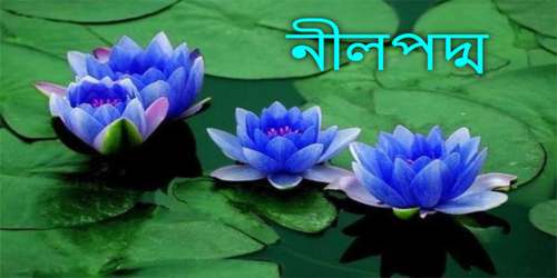 নীলপদ্ম
